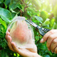 🎁2026 NEW ARRIVALS 50% OFF🔥Fruit Protection Bags