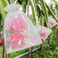 🎁2026 NEW ARRIVALS 50% OFF🔥Fruit Protection Bags
