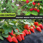 🔥2025 New Arrival🔥 Biodegradable Weed Barrier Fabric