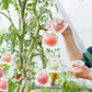 🎁2026 NEW ARRIVALS 50% OFF🔥Fruit Protection Bags