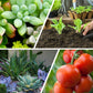🌿 Langwerkende Meststoftabletten – Gezonde groei voor al je planten, binnen én buiten!
