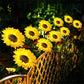 🌻🌞 50% KORTING! Alsof je een eeuwig bloeiend zonnebloemveld in de grond prikt dat nooit water nodig heeft! Deze solar LED-stake laadt overdag op, gloeit 14 uur 's nachts, overleeft elke storm – geen kabels, geen gedoe.