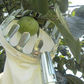 Fruitplukker Hoofdmand