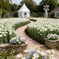 Lisianthus Zaden Gemengd Makkelijk te Kweken